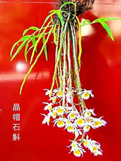石斛的种类有哪些，石斛的功效有哪些？