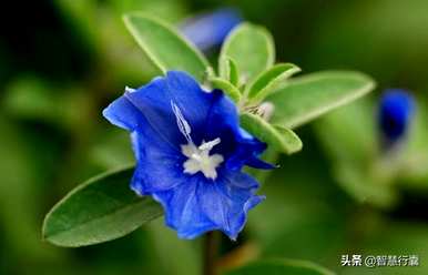 蓝星花的花语和故事，蓝星花的花语是什么？