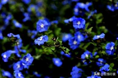 蓝星花的花语和故事，蓝星花的花语是什么？