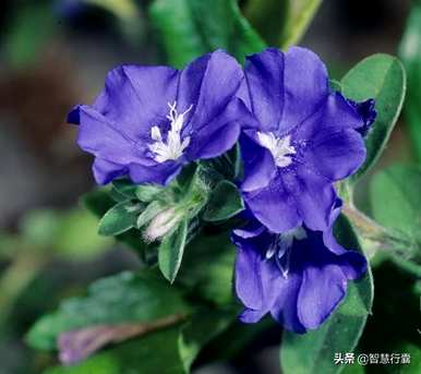 蓝星花的花语和故事，蓝星花的花语是什么？