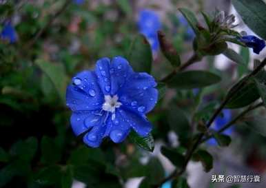 蓝星花的花语和故事，蓝星花的花语是什么？