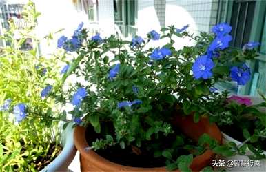 蓝星花的花语和故事，蓝星花的花语是什么？