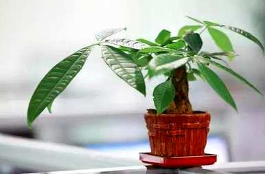 富贵树种植方法及注意事项，如何用深盆种植辫子富贵树？