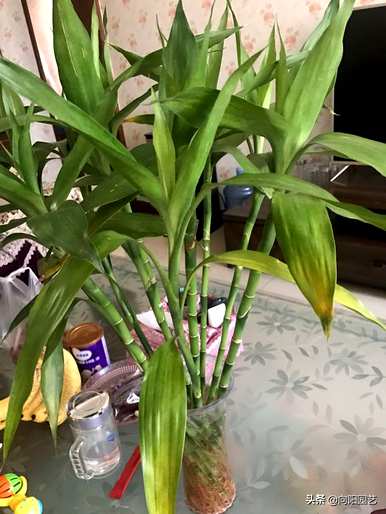 富贵竹养得茂盛代表运气好吗？富贵竹怎么养才最茂盛？