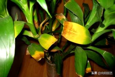 富贵竹养得茂盛代表运气好吗？富贵竹怎么养才最茂盛？