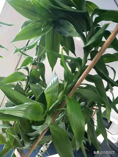 富贵竹养得茂盛代表运气好吗？富贵竹怎么养才最茂盛？