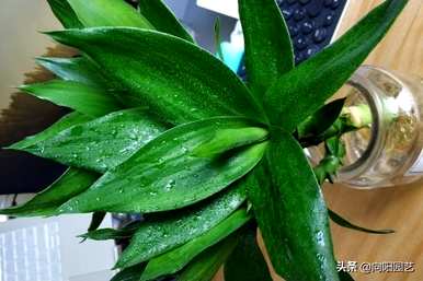 富贵竹养得茂盛代表运气好吗？富贵竹怎么养才最茂盛？
