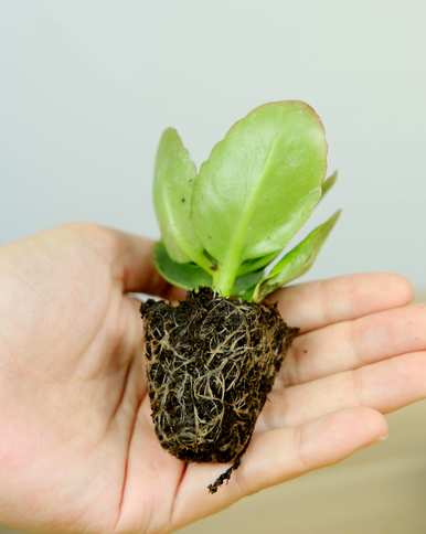 长寿花蕾迟迟不开怎么办？长寿花怎么养才开花？