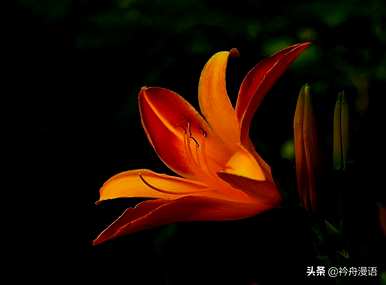 萱草花歌词的寓意，萱草花的寓意是什么？