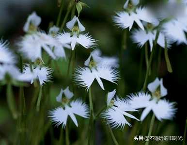 写下什么奇异的植物，写下什么奇异的植物？