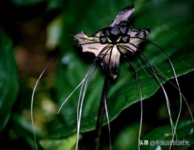 写下什么奇异的植物，写下什么奇异的植物？
