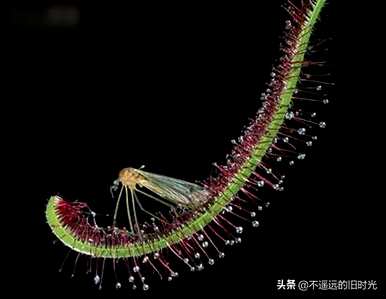 写下什么奇异的植物，写下什么奇异的植物？