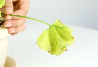 玻璃翠花的叶子是黄色的，如何补救花的叶子是黄色的