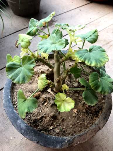 玻璃翠花的叶子是黄色的，如何补救花的叶子是黄色的