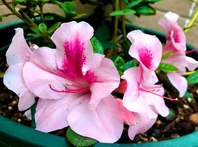 杜鹃花不开花怎么办？杜鹃花怎么开花？