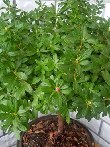 杜鹃花不开花怎么办？杜鹃花怎么开花？