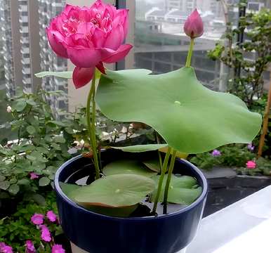 为什么盆栽睡莲不开花？盆栽睡莲的种植方法