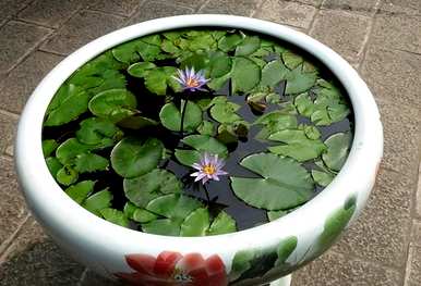 为什么盆栽睡莲不开花？盆栽睡莲的种植方法