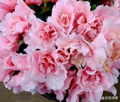 杜鹃花的形状是如何修复的，杜鹃花是如何饲养的