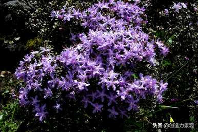 紫娟和夏娟有什么区别，夏娟和紫娟有什么区别？