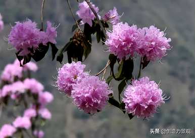 紫娟和夏娟有什么区别，夏娟和紫娟有什么区别？