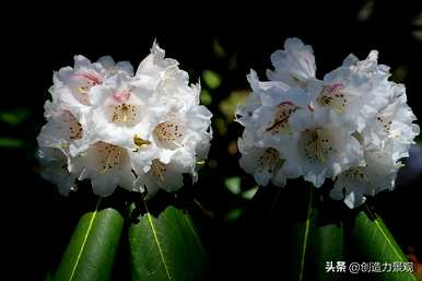 紫娟和夏娟有什么区别，夏娟和紫娟有什么区别？