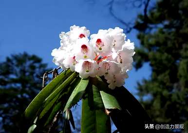 紫娟和夏娟有什么区别，夏娟和紫娟有什么区别？