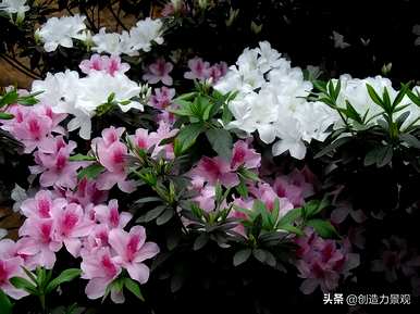紫娟和夏娟有什么区别，夏娟和紫娟有什么区别？