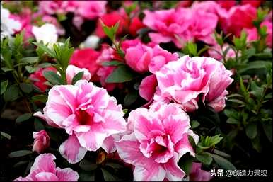 紫娟和夏娟有什么区别，夏娟和紫娟有什么区别？