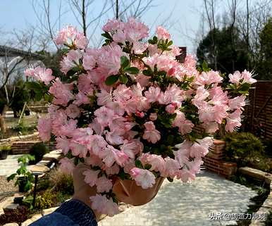 紫娟和夏娟有什么区别，夏娟和紫娟有什么区别？