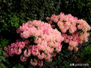紫娟和夏娟有什么区别，夏娟和紫娟有什么区别？