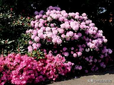 紫娟和夏娟有什么区别，夏娟和紫娟有什么区别？