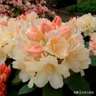 紫娟和夏娟有什么区别，夏娟和紫娟有什么区别？