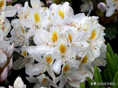 紫娟和夏娟有什么区别，夏娟和紫娟有什么区别？