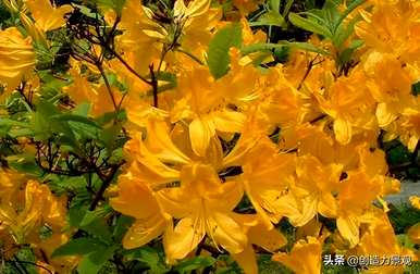 紫娟和夏娟有什么区别，夏娟和紫娟有什么区别？