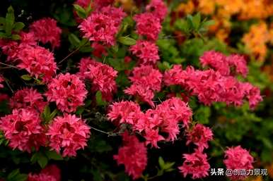 紫娟和夏娟有什么区别，夏娟和紫娟有什么区别？