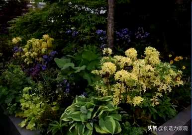 紫娟和夏娟有什么区别，夏娟和紫娟有什么区别？