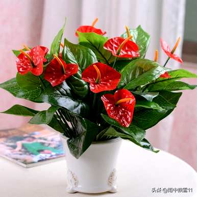 水养红掌怎么养才能更旺盛，红掌怎么养家养法