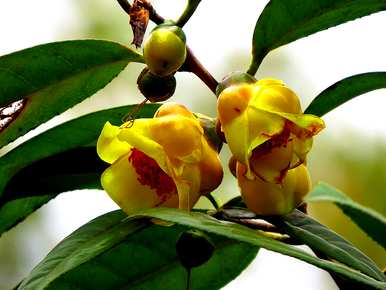 四川如何种植金花茶？