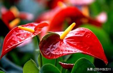 水养红掌怎么养才能更旺盛，红掌怎么养家养法