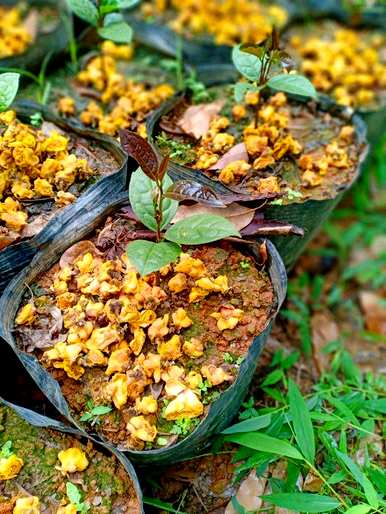 四川如何种植金花茶？