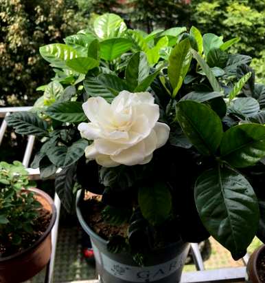 栀子花多久浇水合适，栀子花多久开花多久？