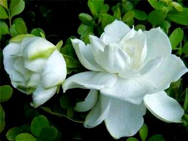 栀子花香适合室内养吗？栀子花能在室内养吗？有毒吗？