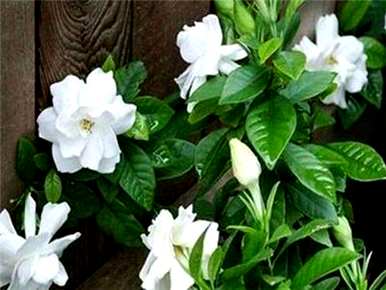 栀子花香适合室内养吗？栀子花能在室内养吗？有毒吗？