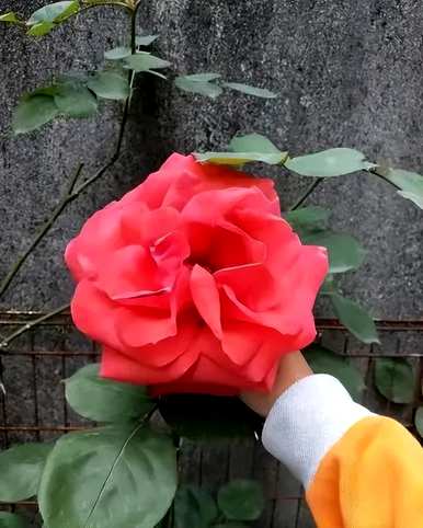 花最大的花玫瑰品种，爬藤大花浓香玫瑰品种