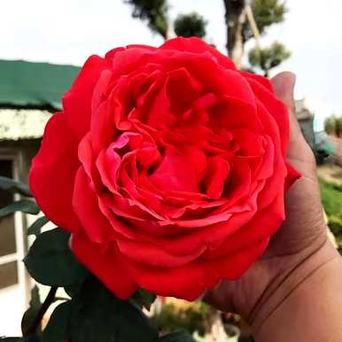 花最大的花玫瑰品种，爬藤大花浓香玫瑰品种