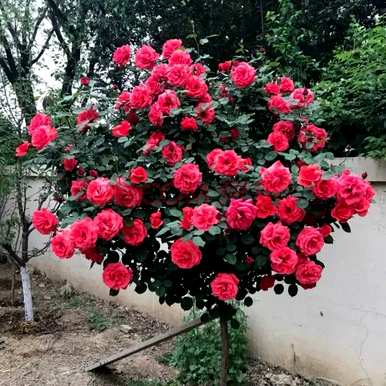 花最大的花玫瑰品种，爬藤大花浓香玫瑰品种