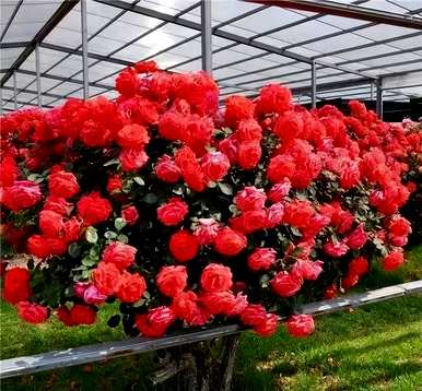 花最大的花玫瑰品种，爬藤大花浓香玫瑰品种
