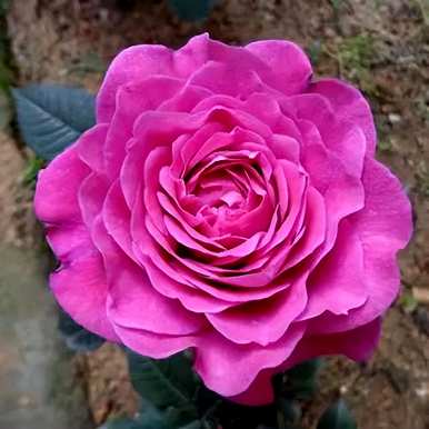 花最大的花玫瑰品种，爬藤大花浓香玫瑰品种