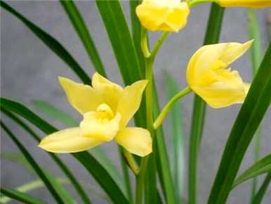 蟹爪兰花如何配土，兰花栽培土如何配土
